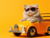  Calvin the cat  